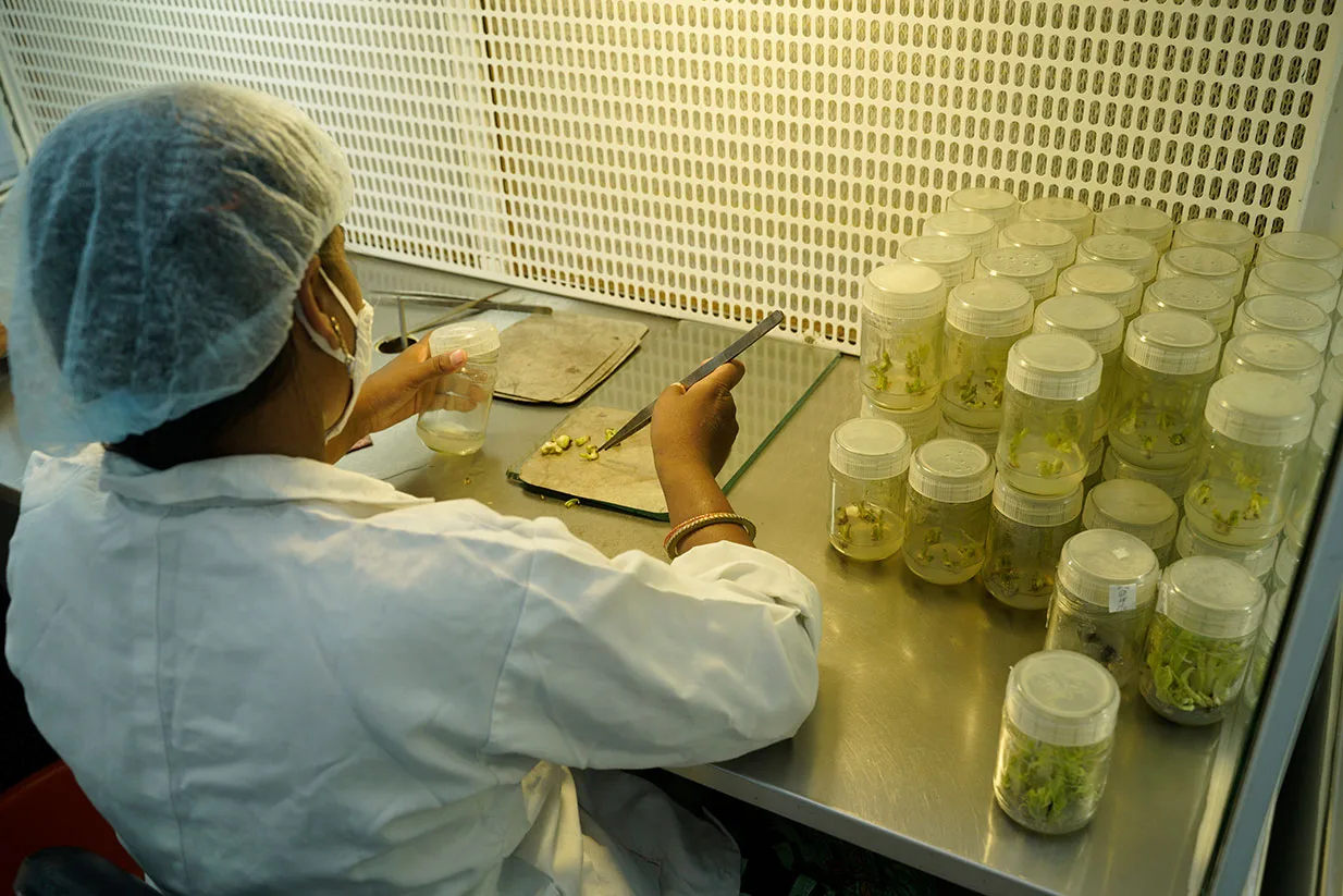 Tissue Culture